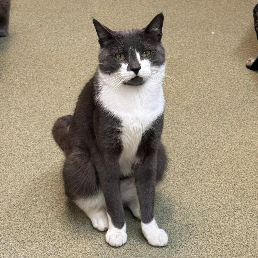 Enlarge Slate & Sterling, a Adoptable Domestic Short Hair in Bloomfield, NJ image 4/6