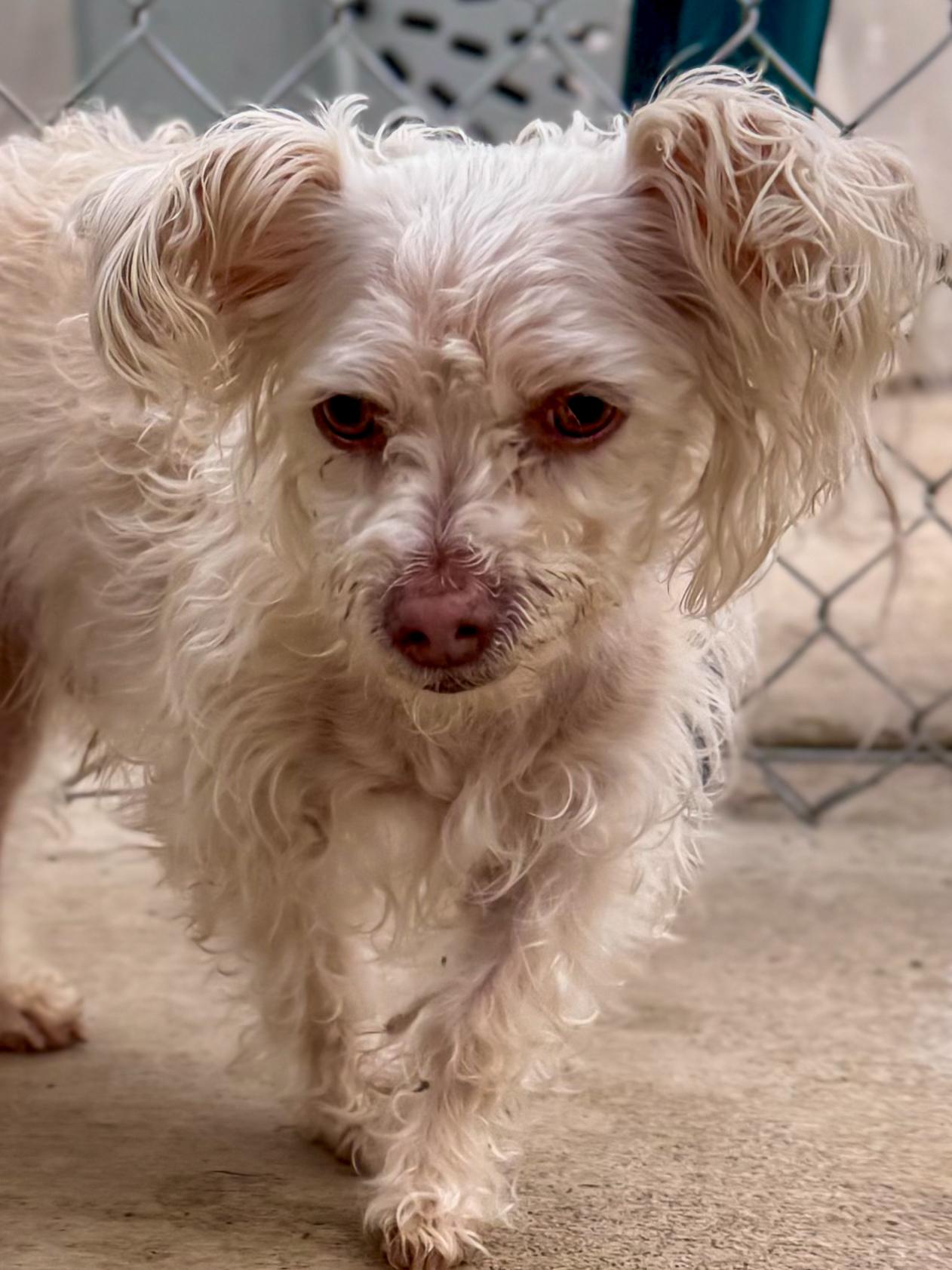 MR CLEAN , Adoptable, Adult Male Poodle.
