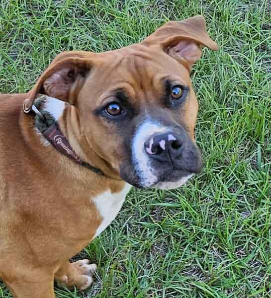 Snickers, Adoptable, Adult Male Mixed Breed.