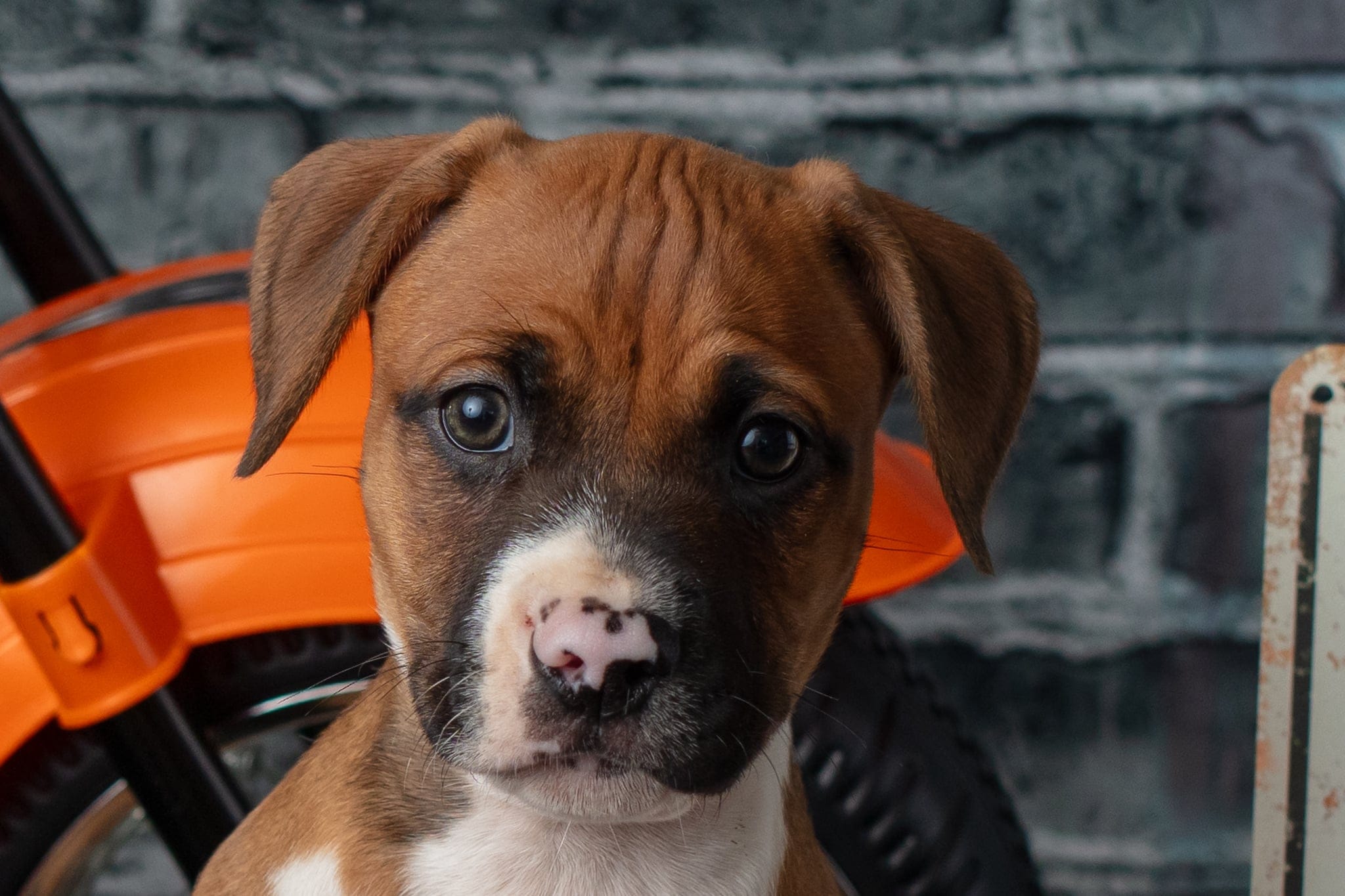 Snickers, a Adoptable Mixed Breed in Centerville, GA image 3/4