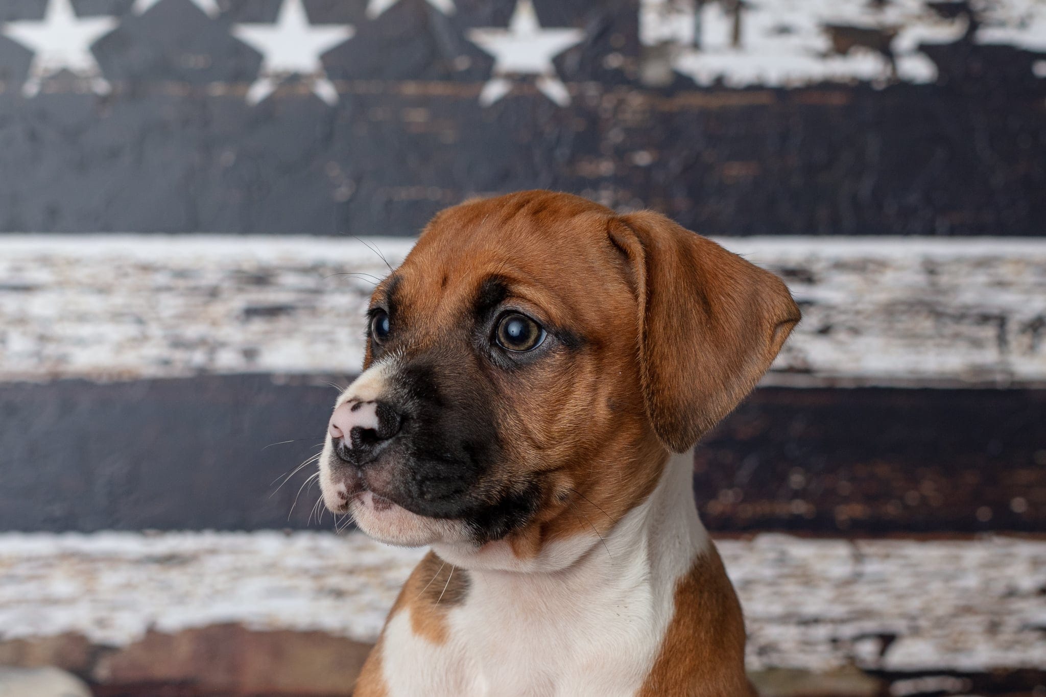 Snickers, a Adoptable Mixed Breed in Centerville, GA image 4/4