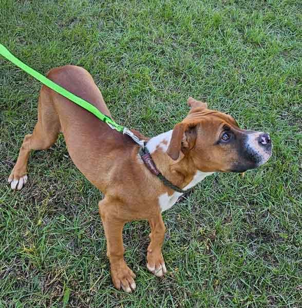Snickers, a Adoptable Mixed Breed in Centerville, GA image 2/4