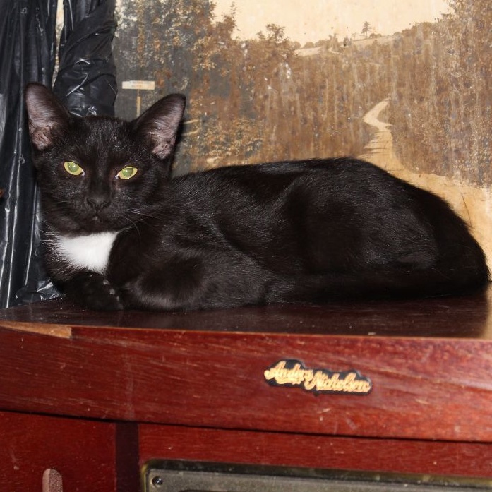 Mrs. White, Adoptable, Adult Female Domestic Short Hair & Tuxedo.