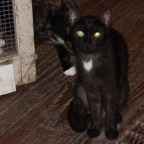 Mrs. White, a Adoptable mixed breed in Hawley, PA image 2/5