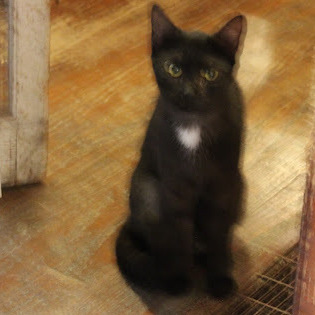 Mrs. White, a Adoptable mixed breed in Hawley, PA image 3/5