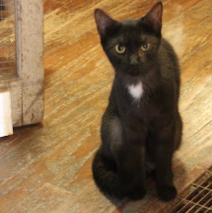 Mrs. White, a Adoptable mixed breed in Hawley, PA image 4/5