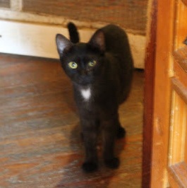 Mrs. White, a Adoptable mixed breed in Hawley, PA image 5/5