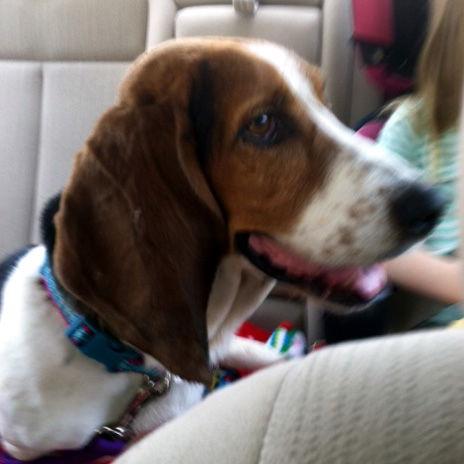 Enlarge DAISY DOLL, a Adopted Basset Hound in Mays Landing, NJ image 1/3