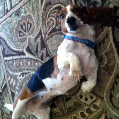 Enlarge DAISY DOLL, a Adopted Basset Hound in Mays Landing, NJ image 2/3