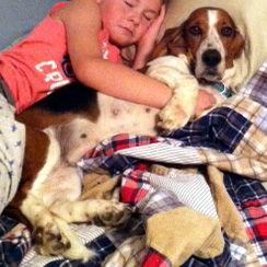 Enlarge DAISY DOLL, a Adopted Basset Hound in Mays Landing, NJ image 3/3