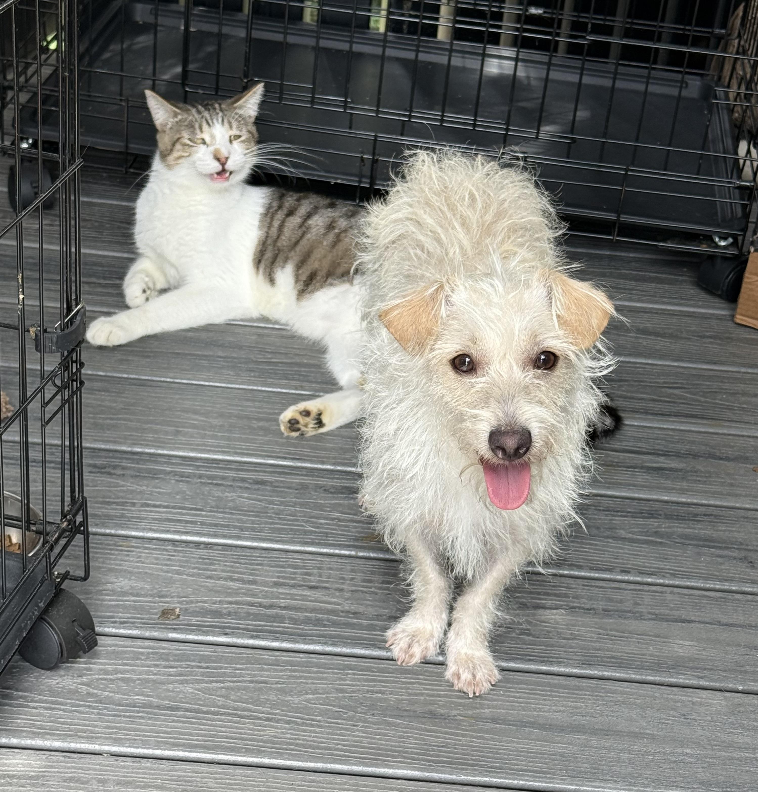 Foxy, a Adoptable mixed breed in El Segundo, CA image 6/6