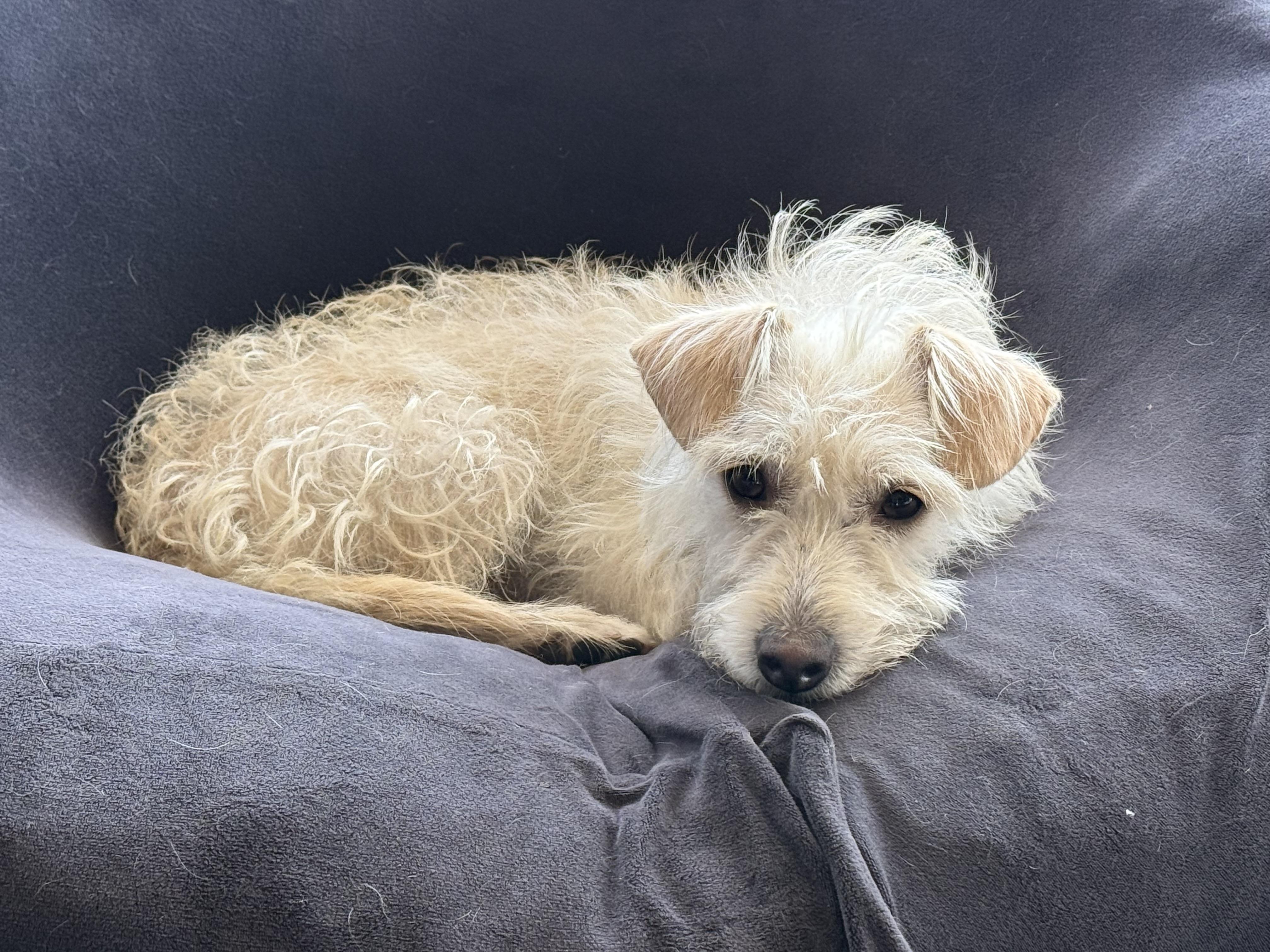 Foxy, Adoptable, Adult Female Terrier & Maltese.