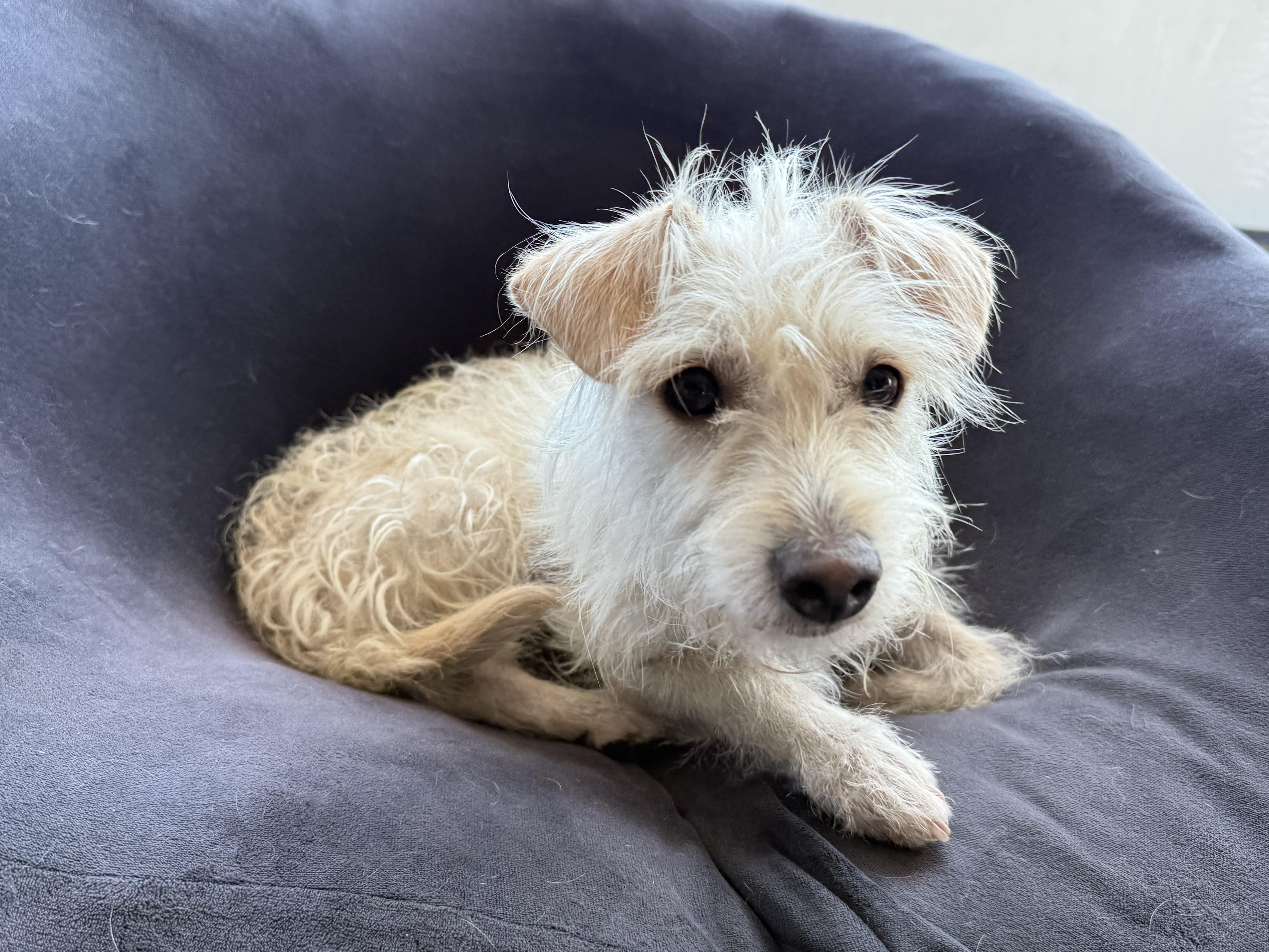 Foxy, a Adoptable mixed breed in El Segundo, CA image 2/6