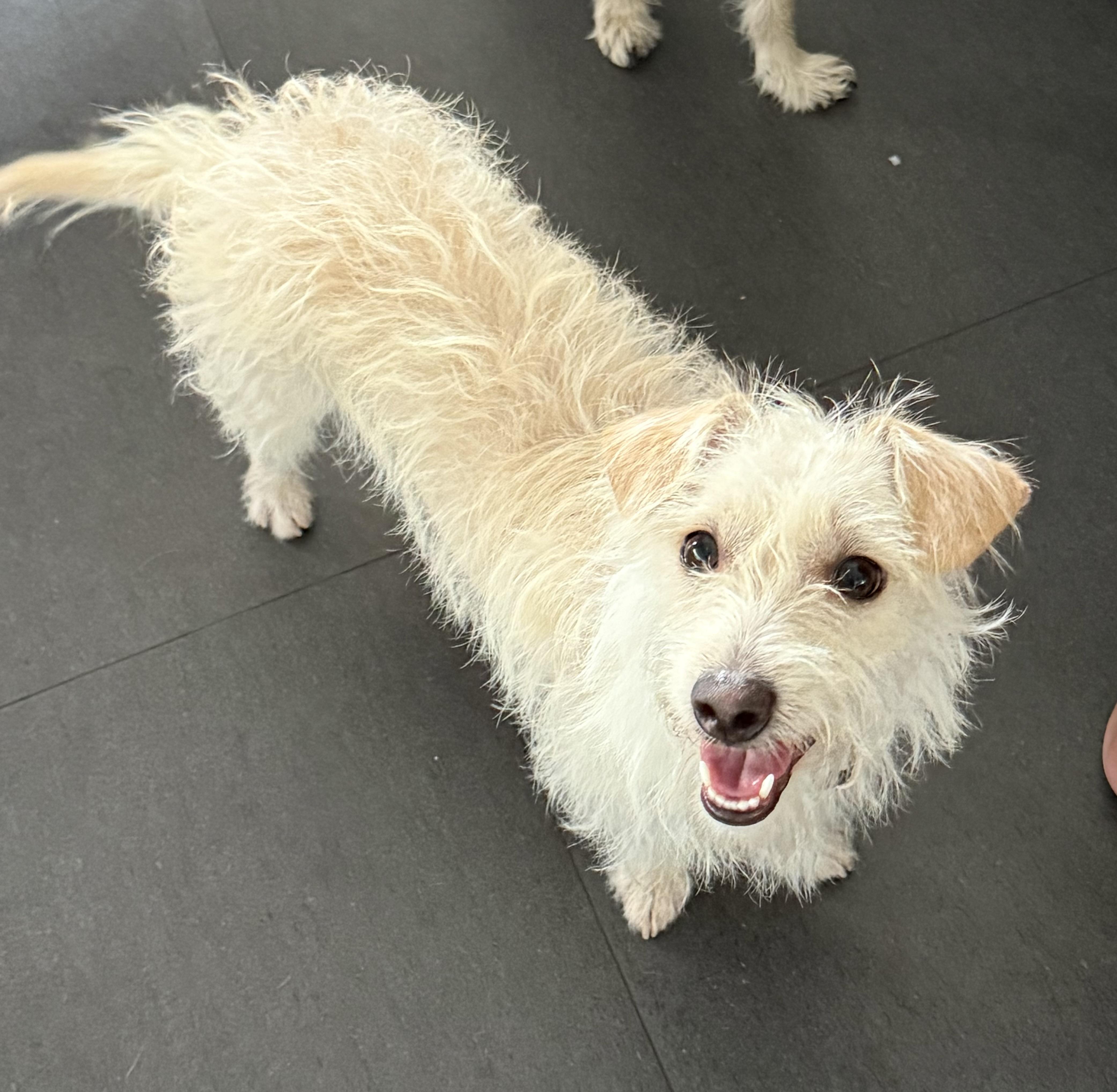 Foxy, a Adoptable mixed breed in El Segundo, CA image 3/6