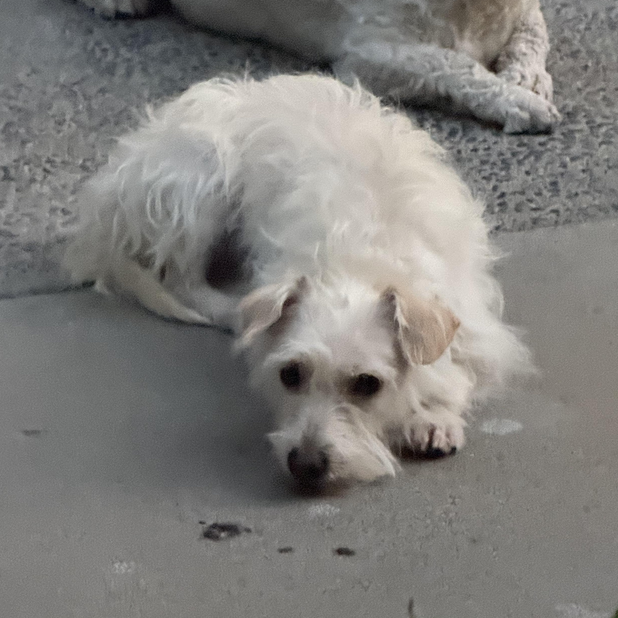 Foxy, a Adoptable mixed breed in El Segundo, CA image 5/6