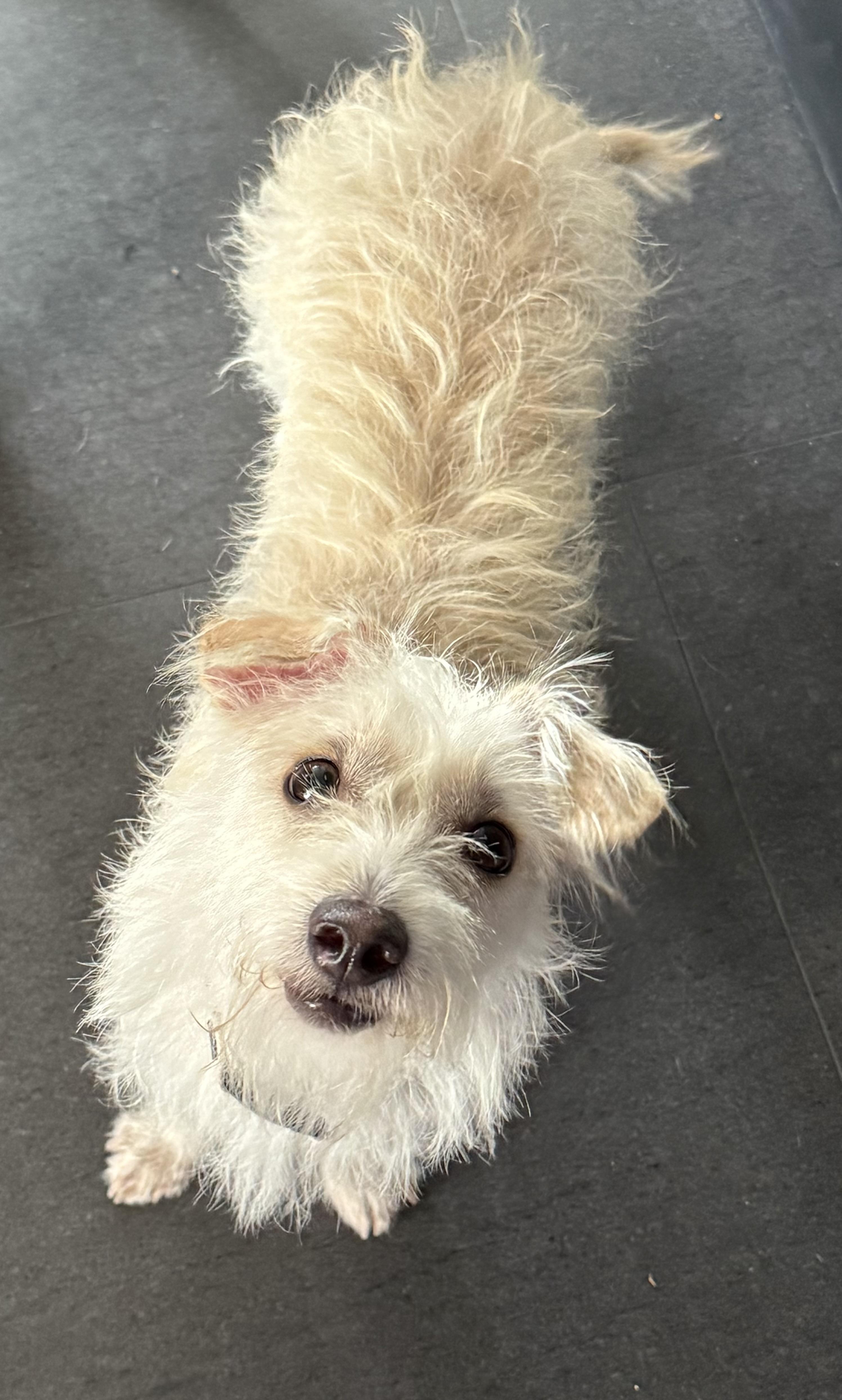 Foxy, a Adoptable mixed breed in El Segundo, CA image 4/6