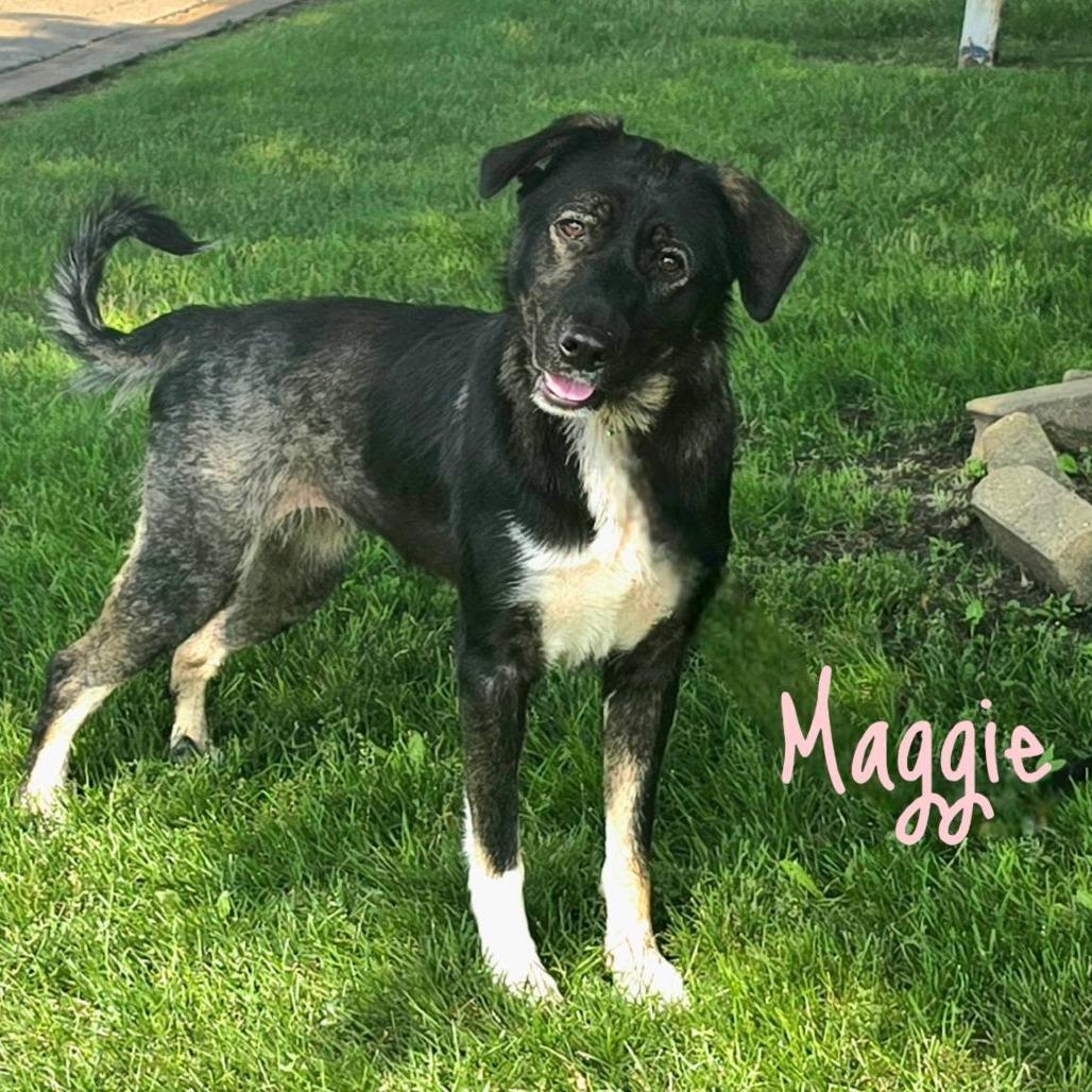 Enlarge Maggie, a Adoptable Mixed Breed in Joliet, IL image 1/1