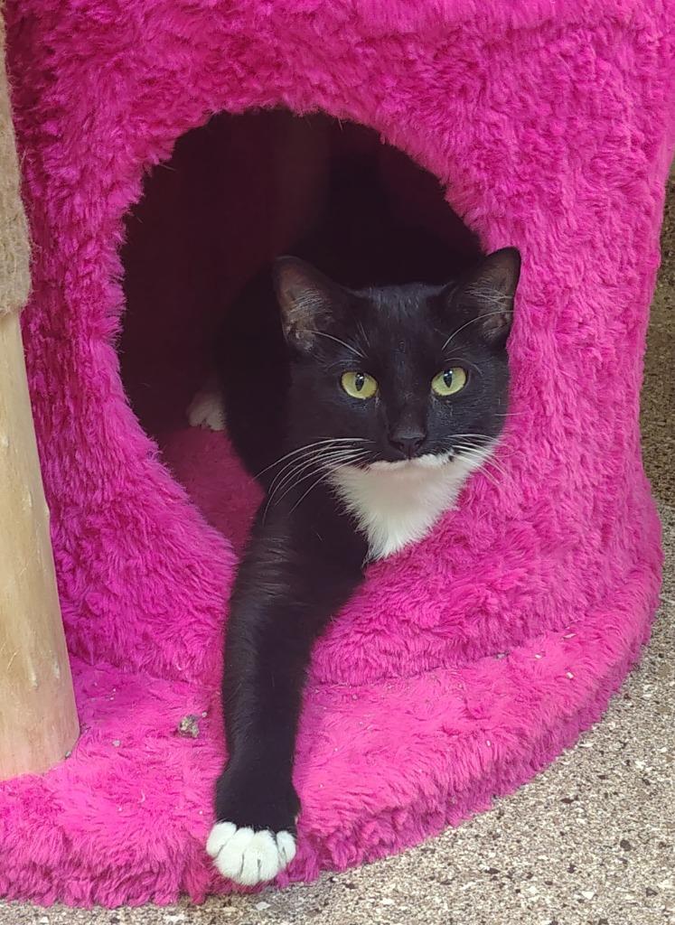 Tess, Adoptable, Young Female Domestic Short Hair.