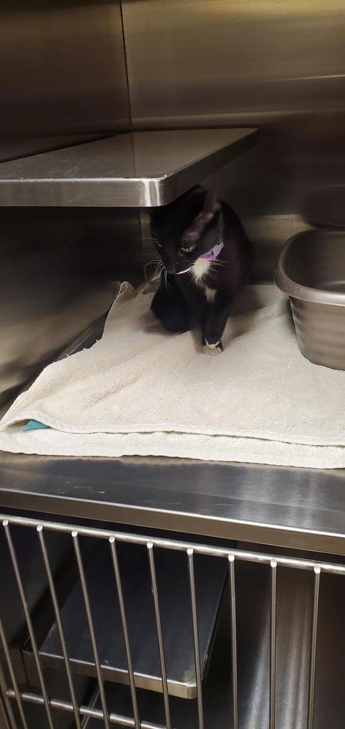Tess, Adoptable, Young Female Domestic Short Hair.