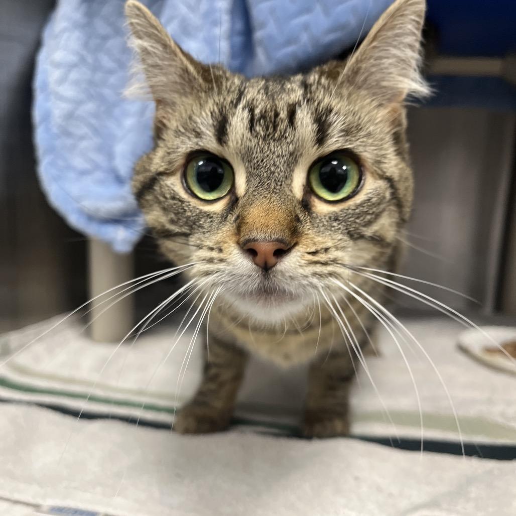 Enlarge Ruby, a Adoptable Domestic Short Hair in Fort Wayne, IN image 1/2