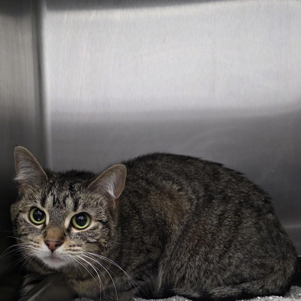 Enlarge Ruby, a Adoptable Domestic Short Hair in Fort Wayne, IN image 2/2