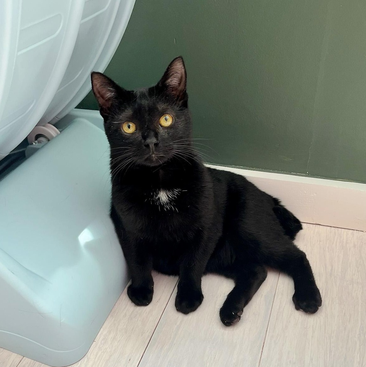 Enlarge Turnip, a Adoptable Domestic Short Hair in New Orleans, LA image 2/3