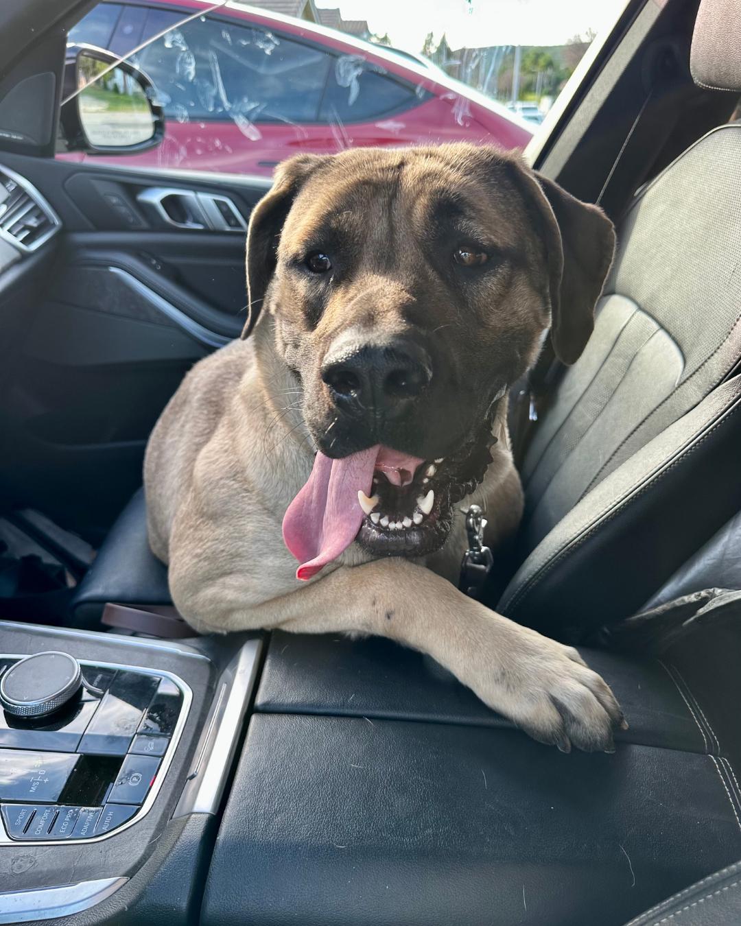 Flora, a ADOPTABLE mixed breed in Sylmar, CA image 4/6