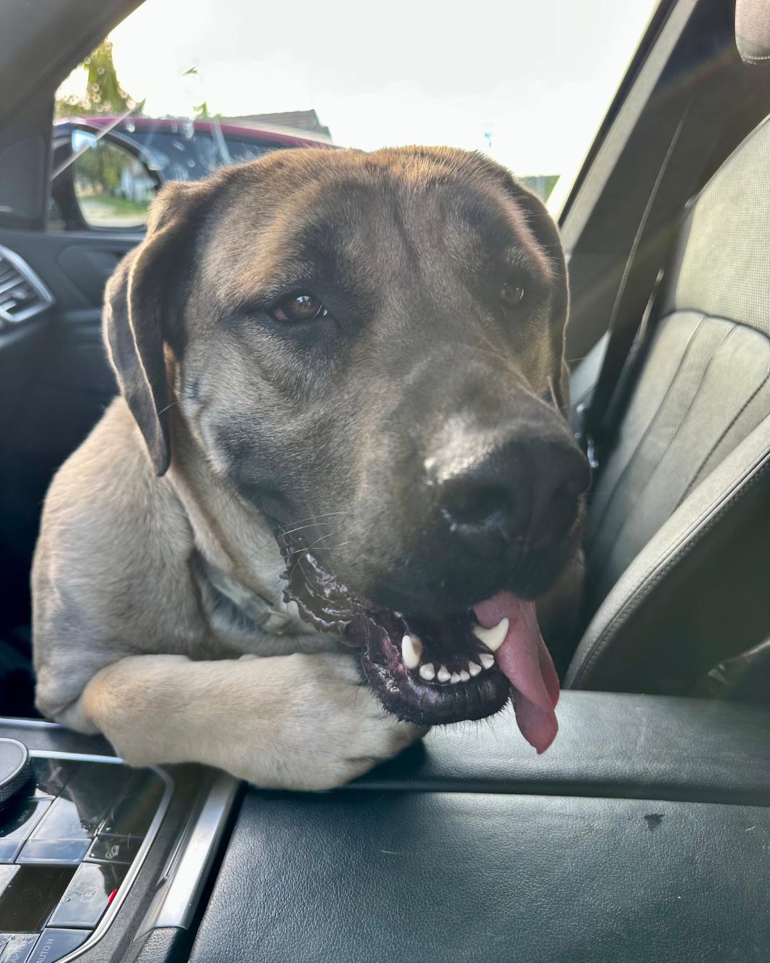 Flora, a ADOPTABLE mixed breed in Sylmar, CA image 3/6