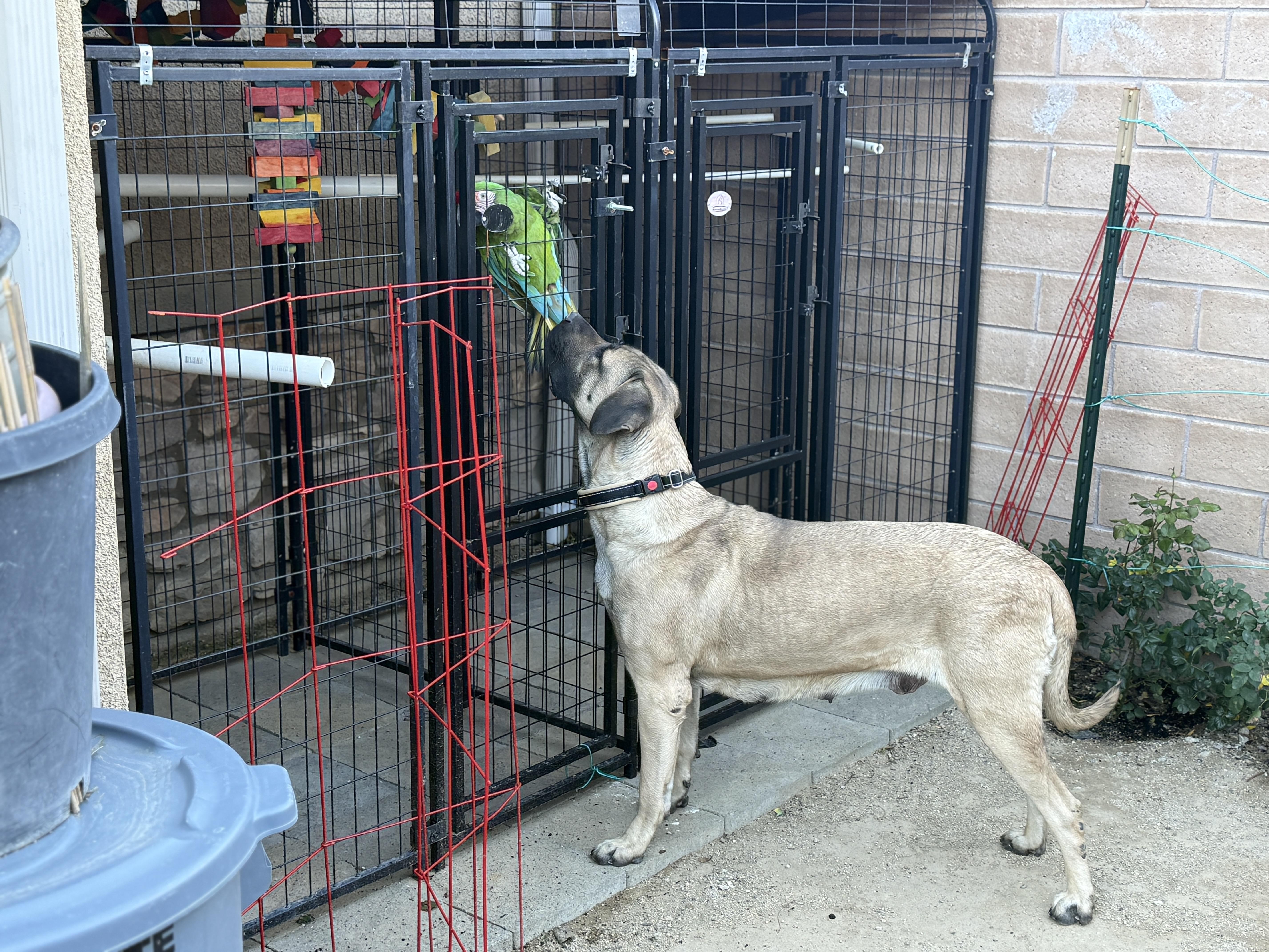 Flora, a ADOPTABLE mixed breed in Sylmar, CA image 6/6