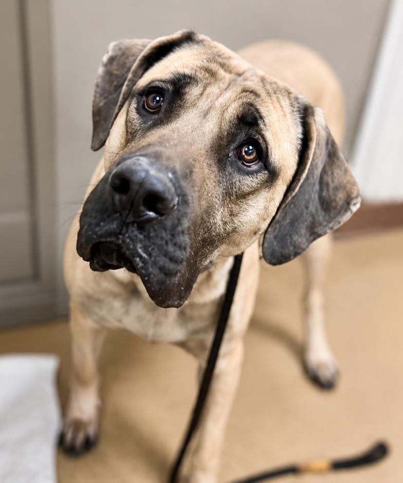 Flora, a ADOPTABLE mixed breed in Sylmar, CA image 2/6