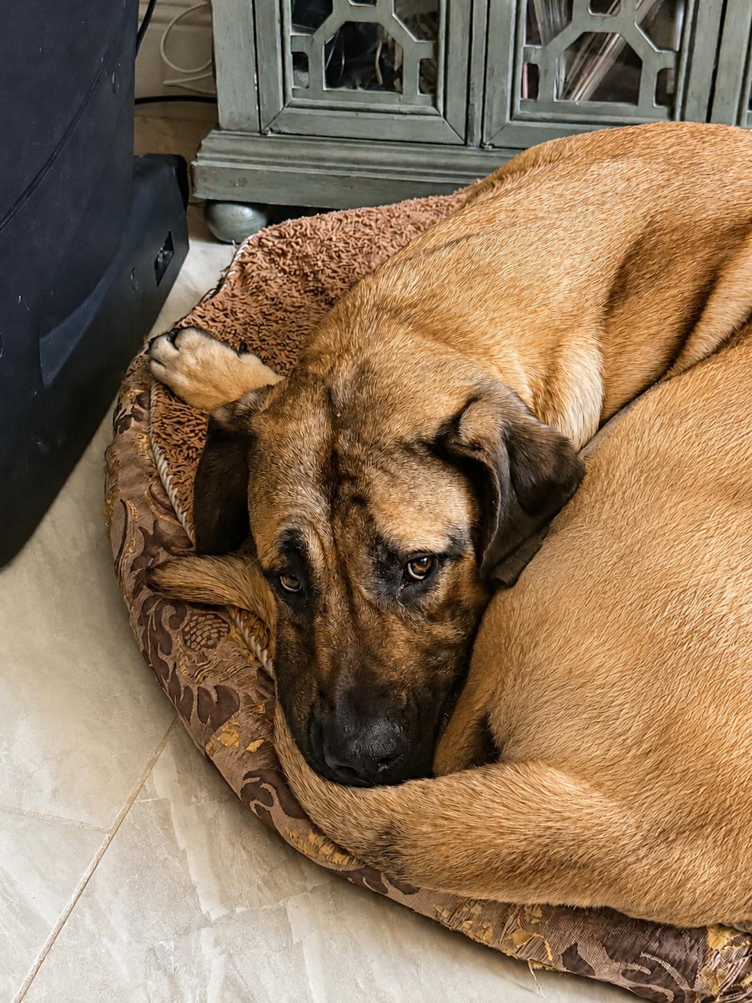 Flora, ADOPTABLE, Young Female Mastiff & Great Dane.