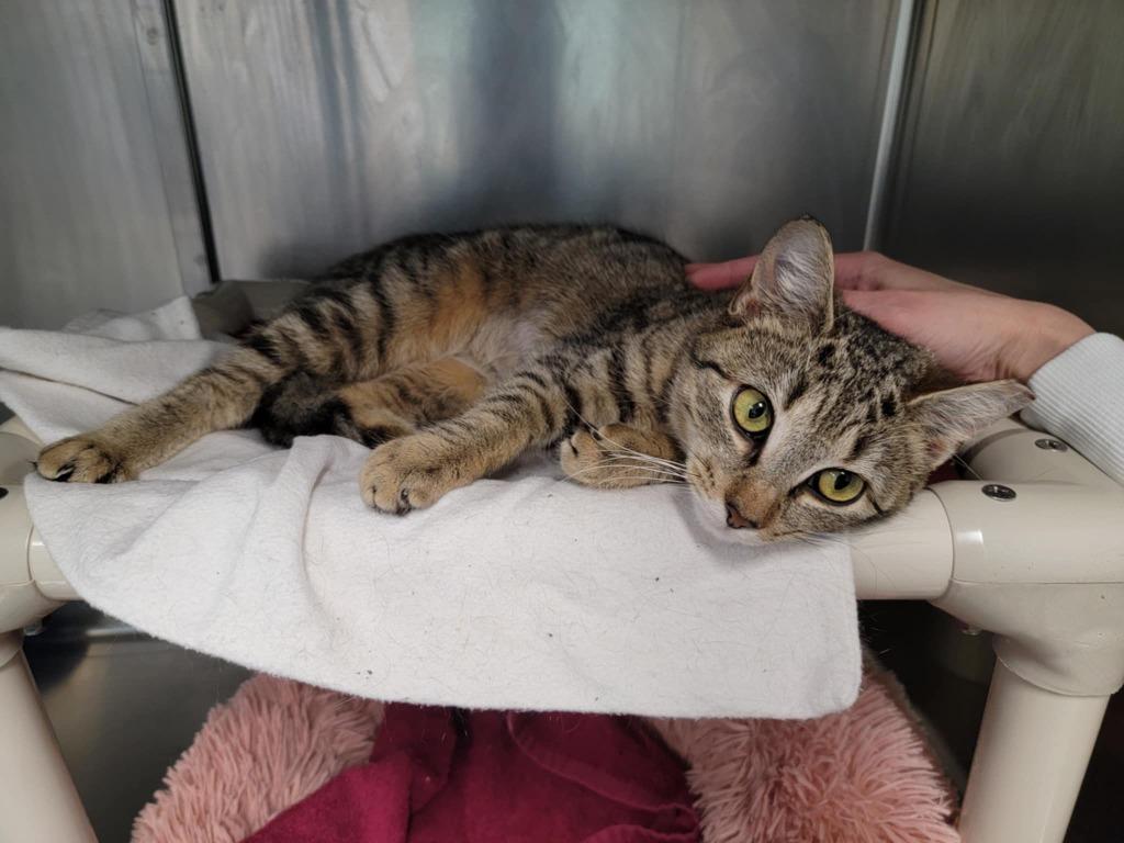 Sigourney, Adoptable, Young Female Domestic Short Hair.