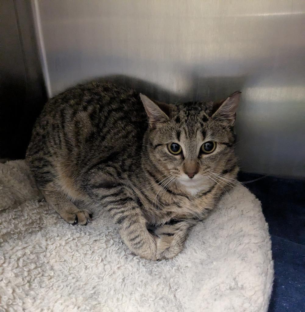 Sigourney, a Adoptable mixed breed in Meriden, CT image 1/6