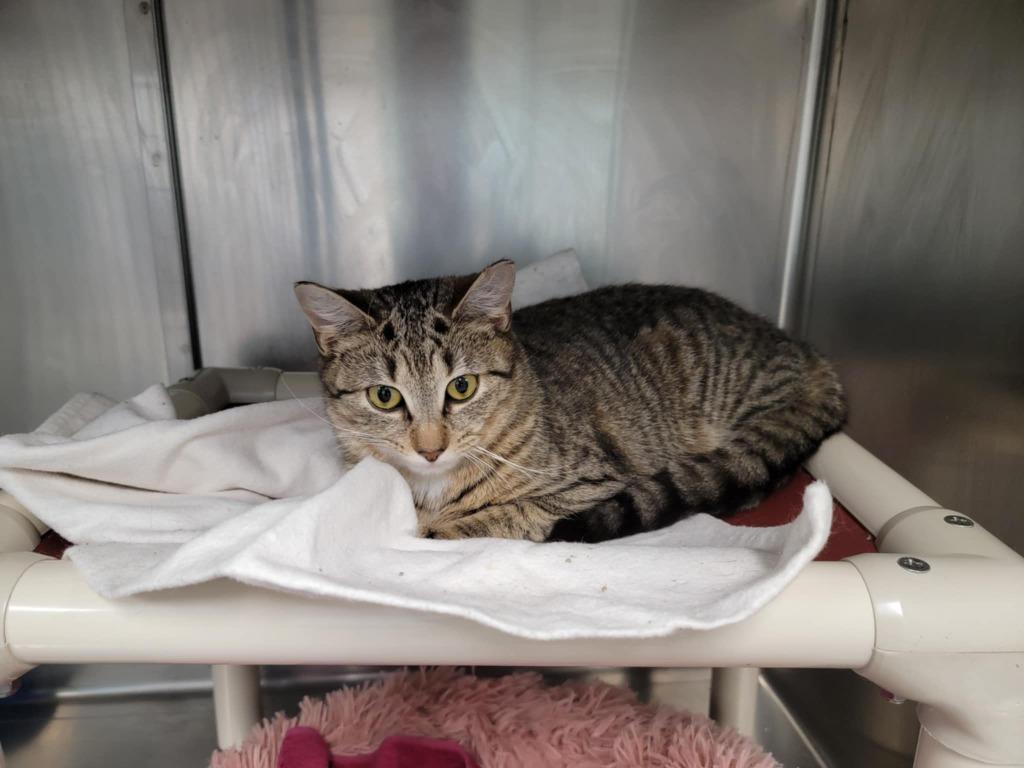 Sigourney, Adoptable, Young Female Domestic Short Hair.