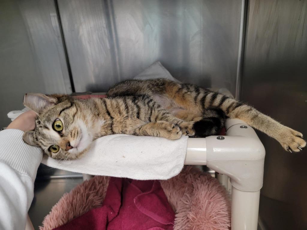 Sigourney, Adoptable, Young Female Domestic Short Hair.