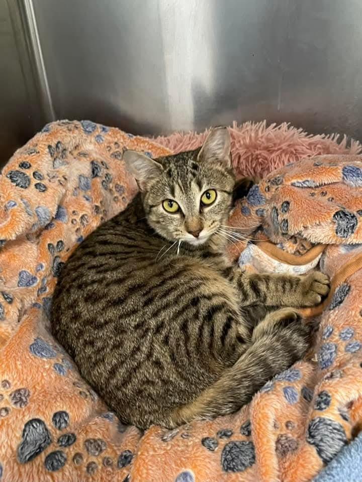 Sigourney, a Adoptable mixed breed in Meriden, CT image 4/6