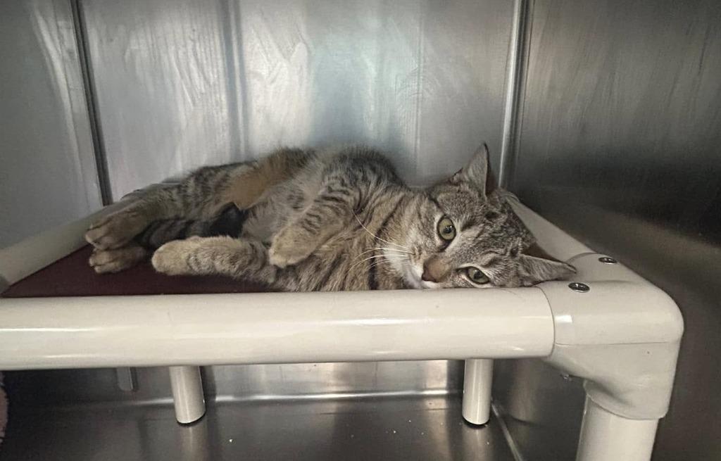 Sigourney, a Adoptable mixed breed in Meriden, CT image 6/6