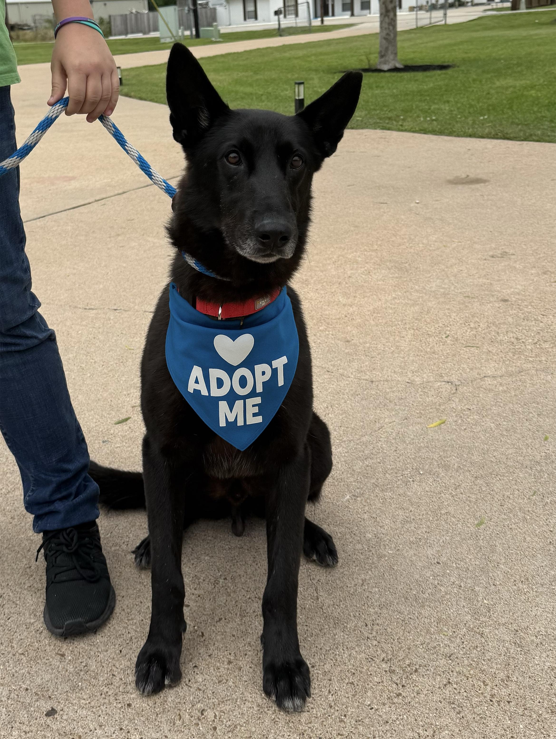 Enlarge Jett, a Adopted mixed breed in Houston, TX image 3/5
