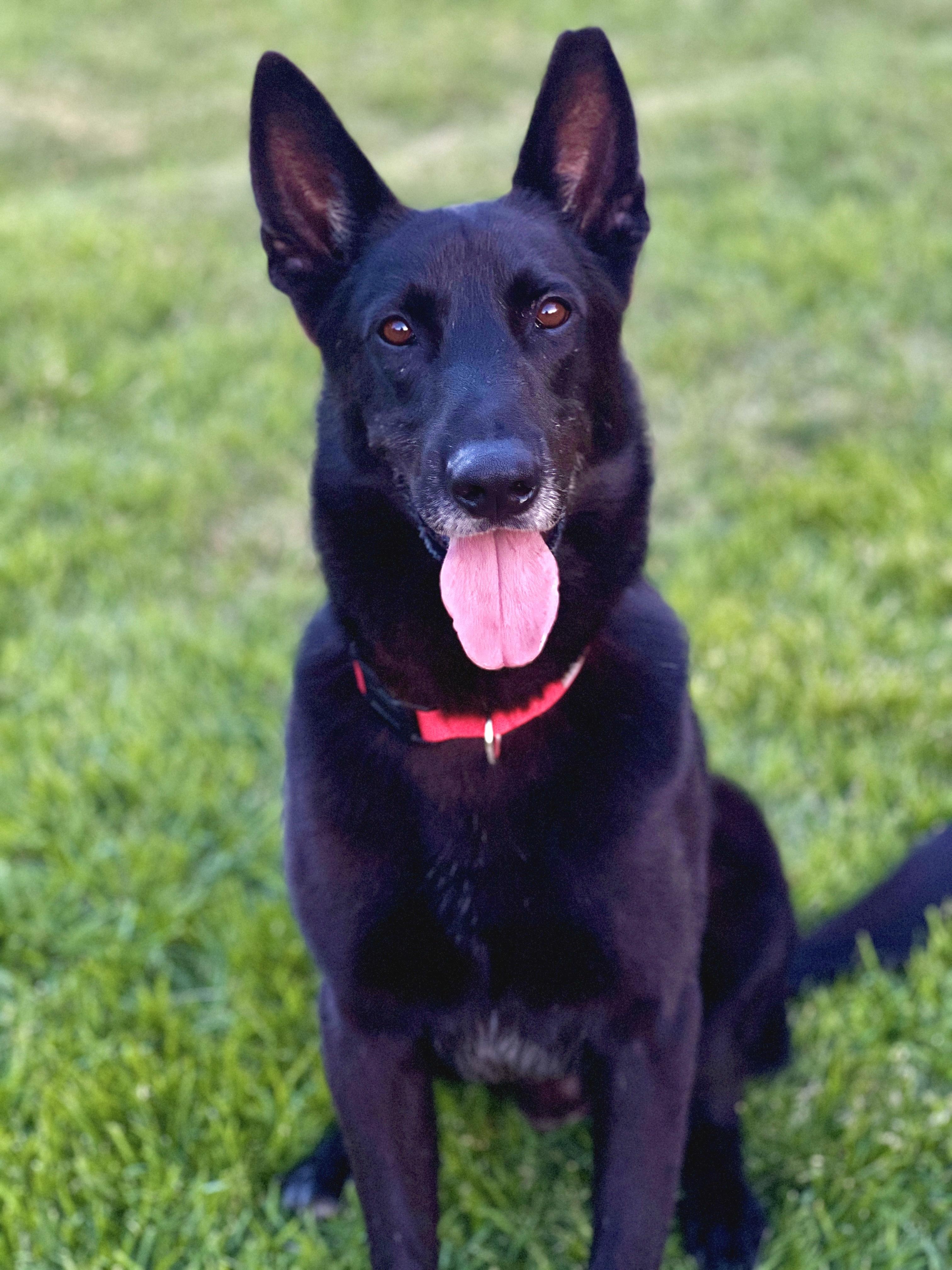 Jett, Adopted, Adult Male German Shepherd Dog & Belgian Shepherd / Malinois.