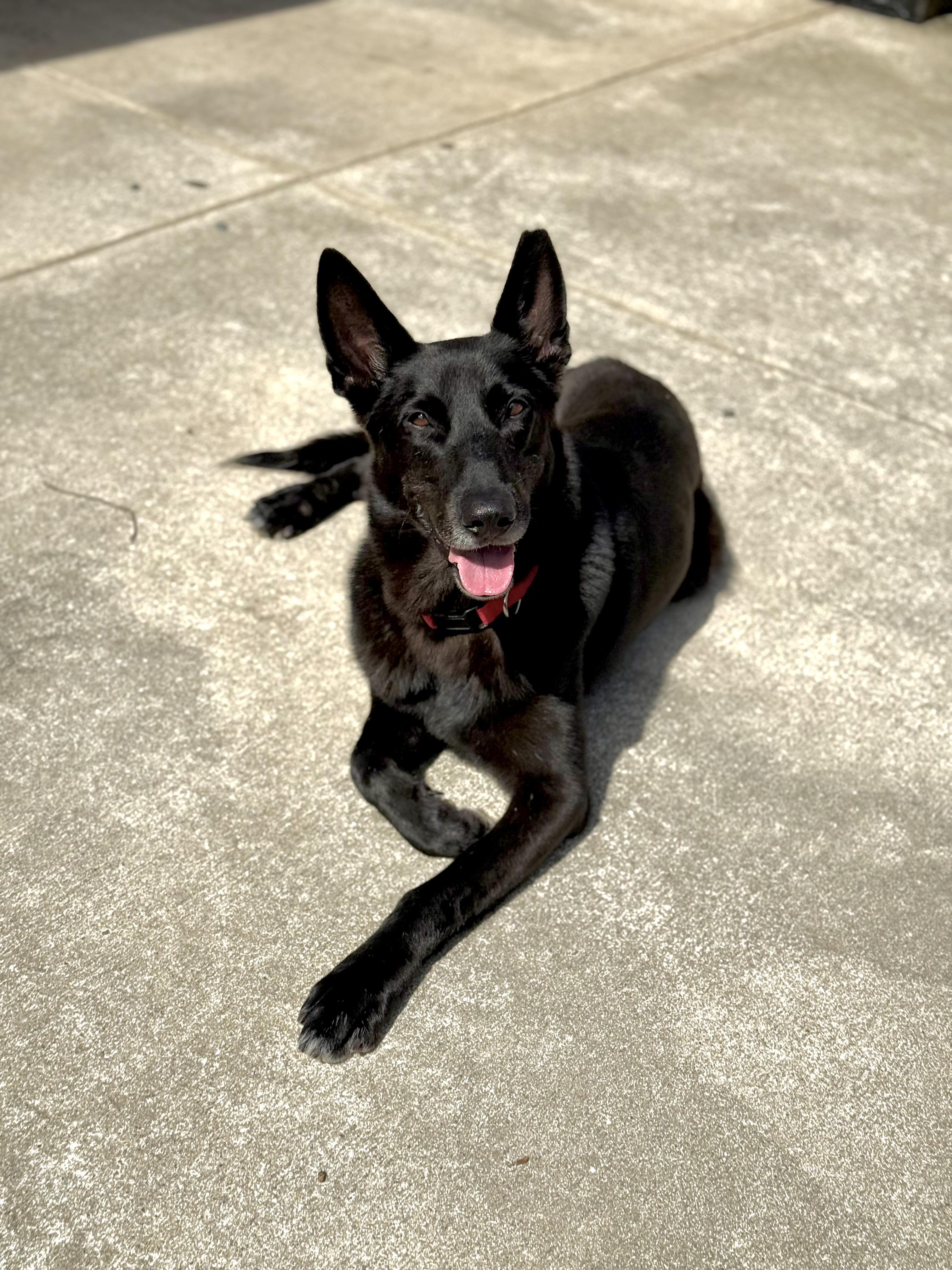 Enlarge Jett, a Adopted mixed breed in Houston, TX image 5/5