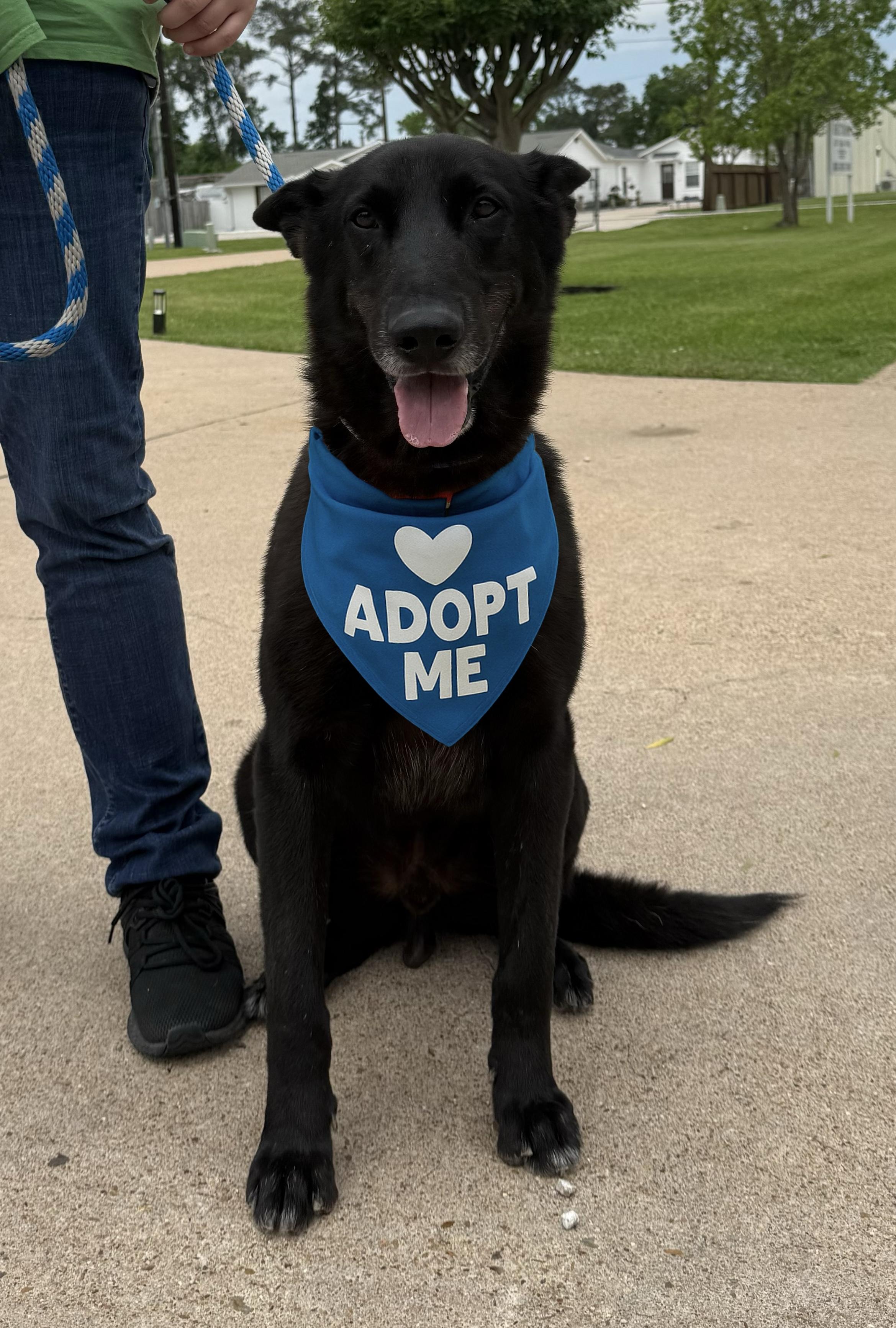 Enlarge Jett, a Adopted mixed breed in Houston, TX image 4/5
