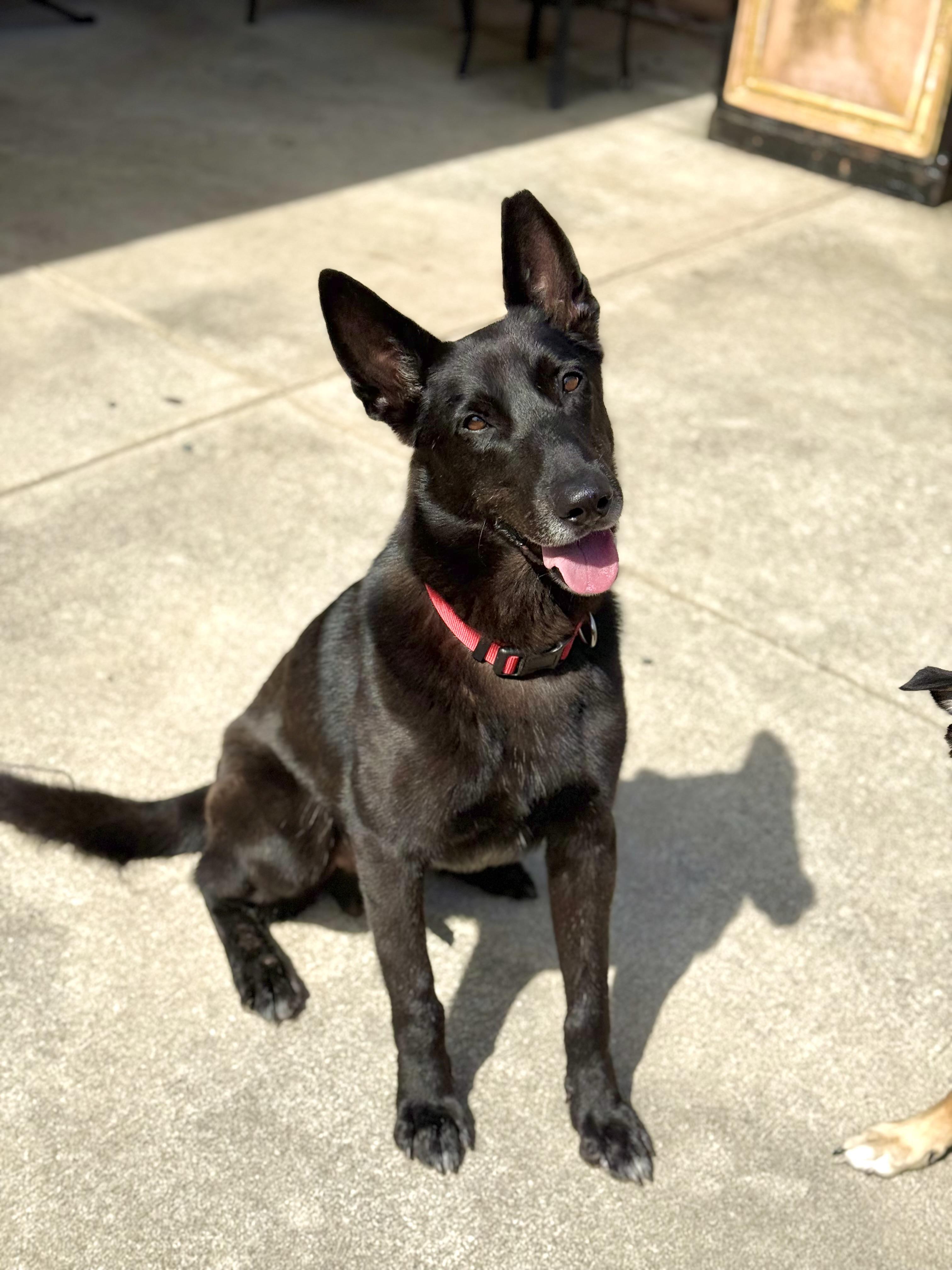 Enlarge Jett, a Adopted mixed breed in Houston, TX image 2/5