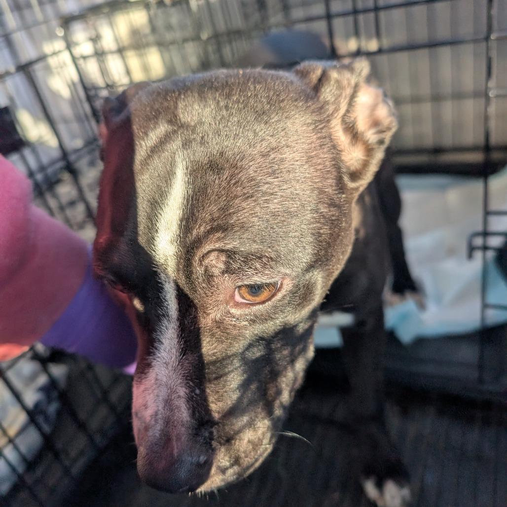 Shadow, Adoptable, Puppy Male Terrier.