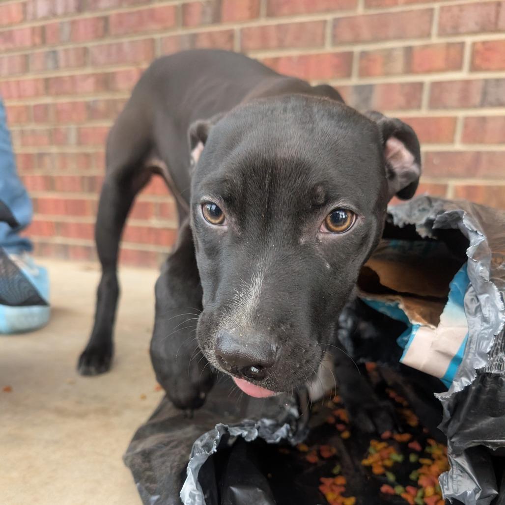 Enlarge Shadow, a Adoptable Terrier in West Plains, MO image 3/3