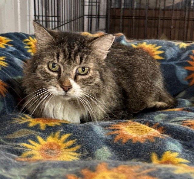 Mittens 2, a Adoptable Domestic Long Hair in Apollo, PA image 2/3