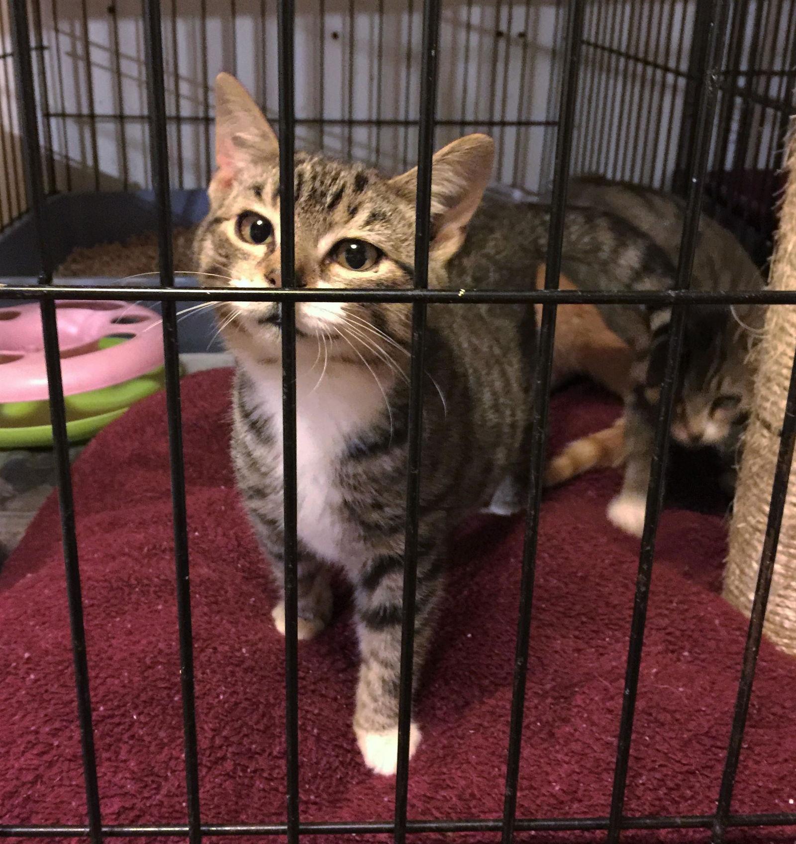 Mittens 2, a Adoptable Domestic Long Hair in Apollo, PA image 3/3