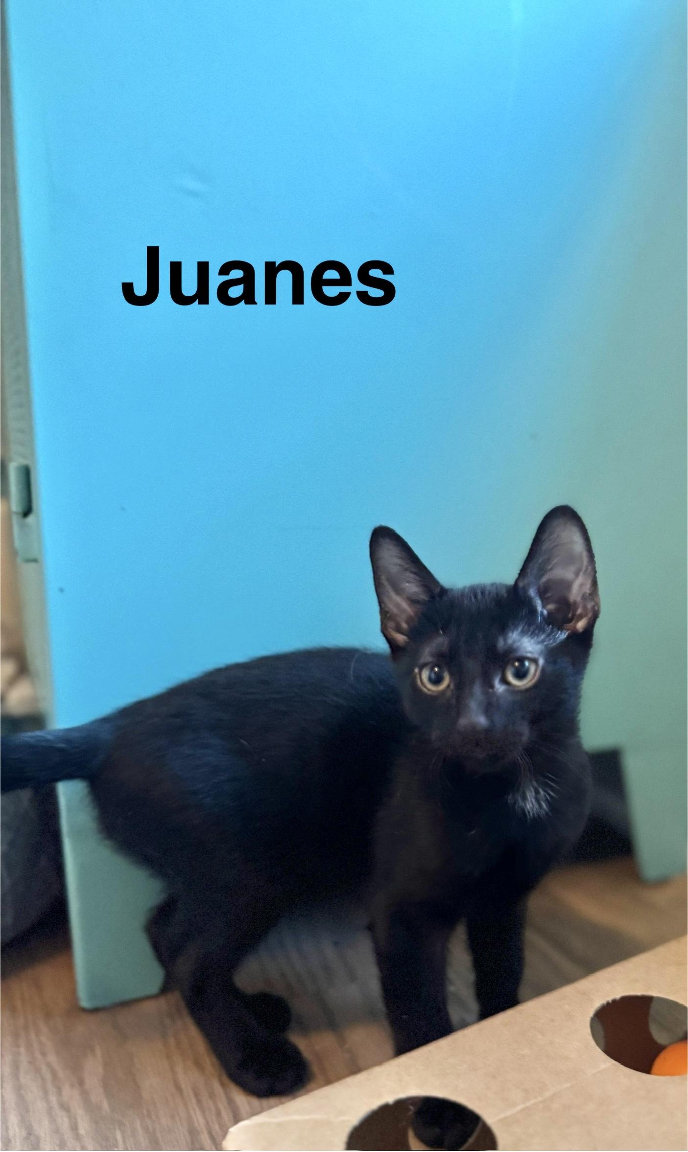 Juanes photo 2