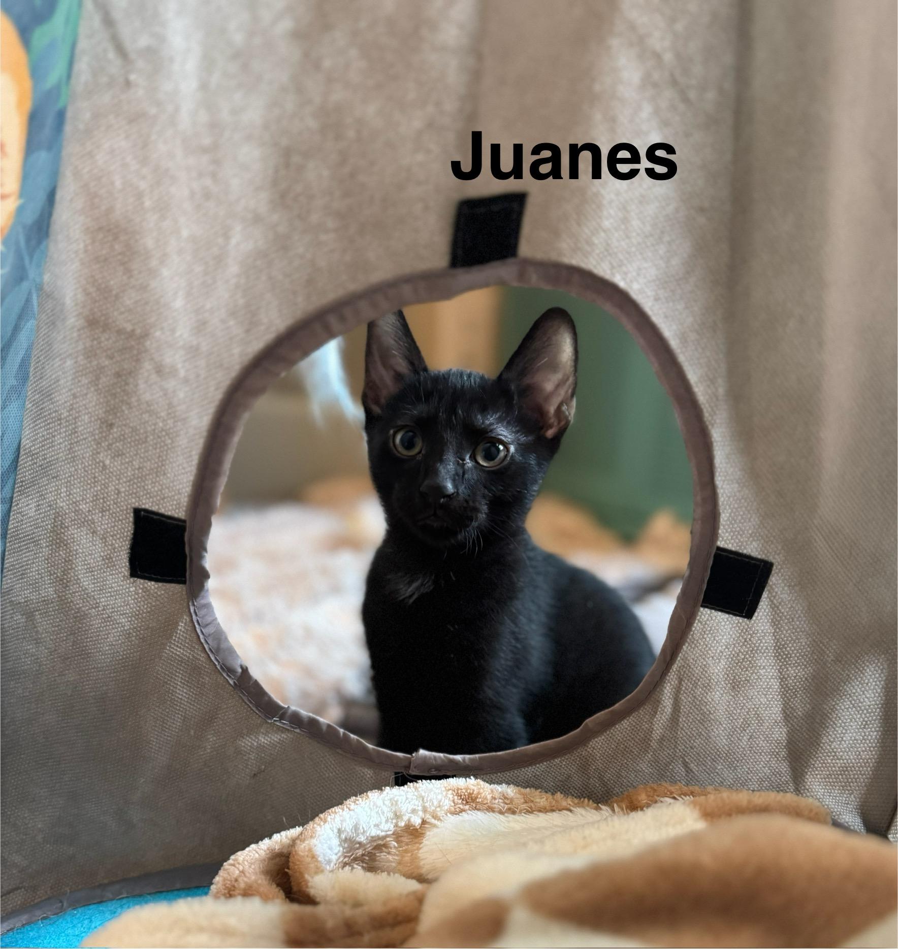 Juanes, Young Male Domestic Short Hair