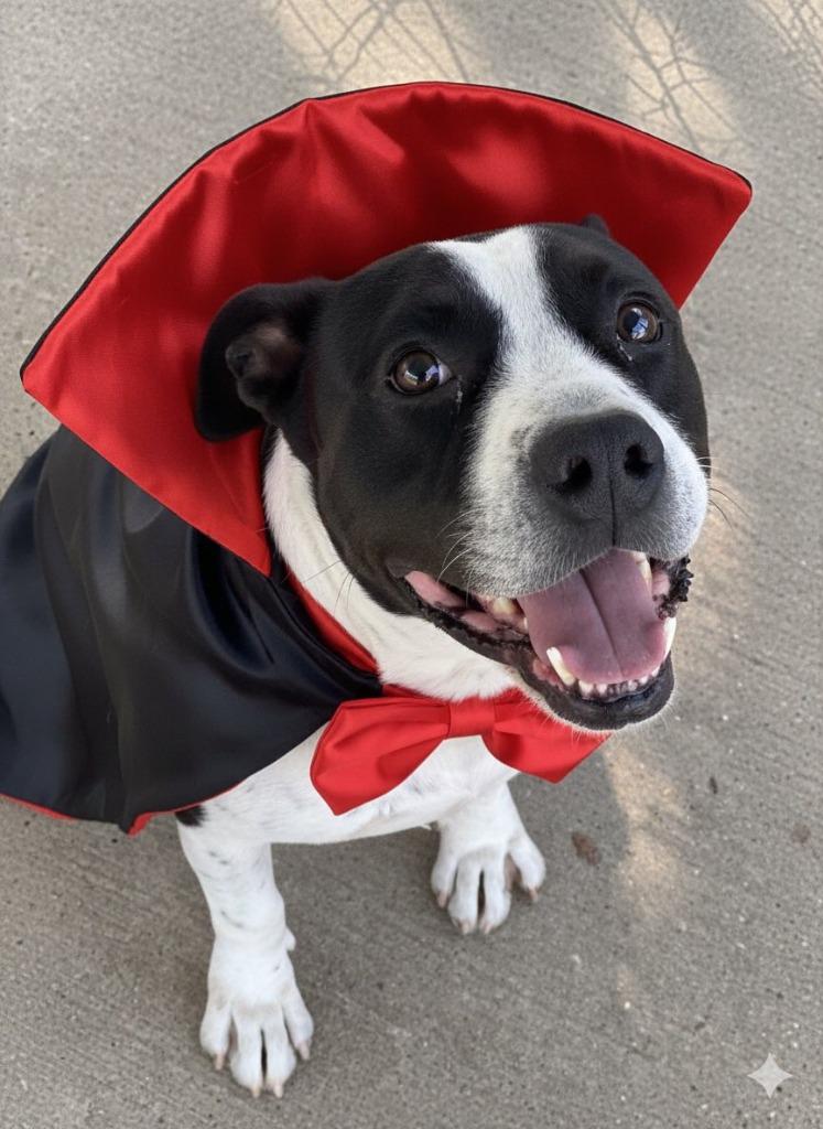 Bruiser, Adoptable, Adult Male Bull Terrier.