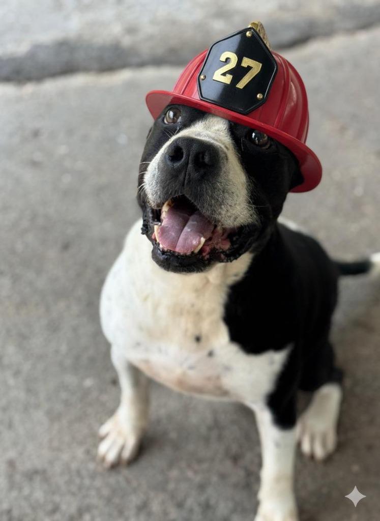 Enlarge Bruiser, a Adoptable mixed breed in Russellville, KY image 2/6